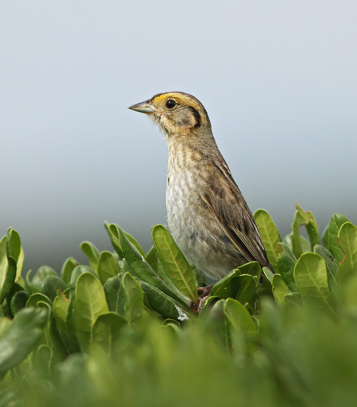 Nelson's Sparrow