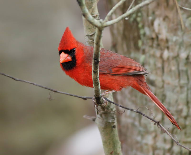 Northerncardinal