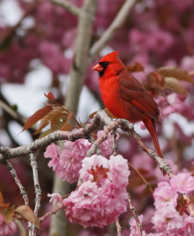 Northern Cardinal