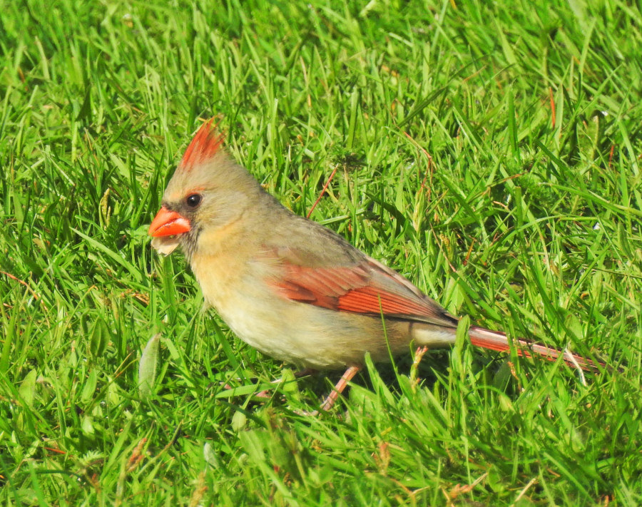 Northern Cardinal