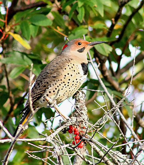 Northern Flicker