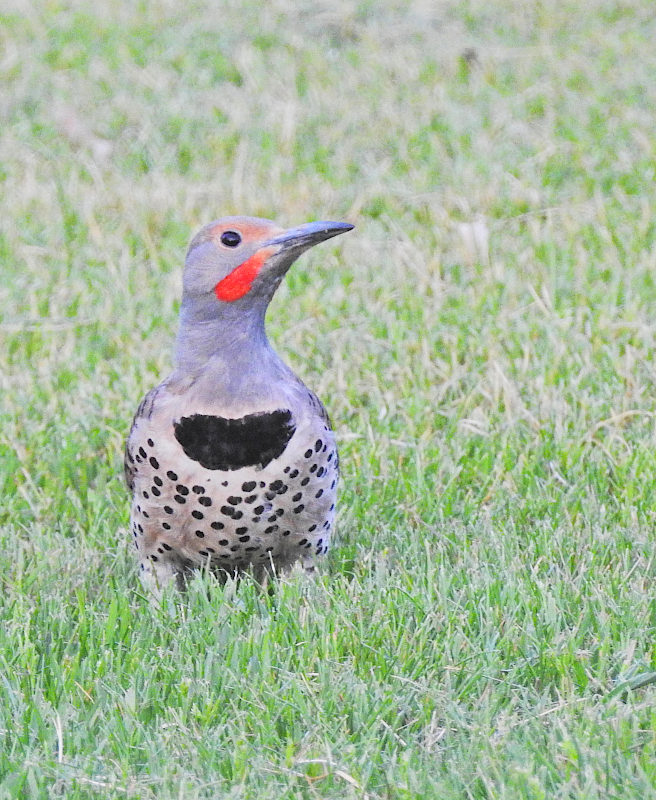 Northern Flicker
