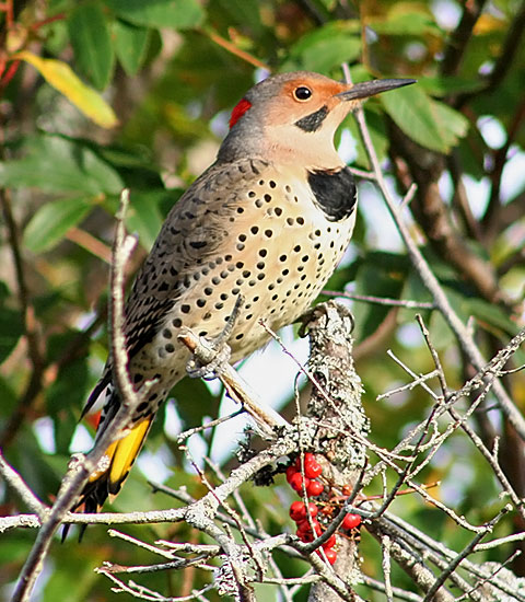 Northern Flicker