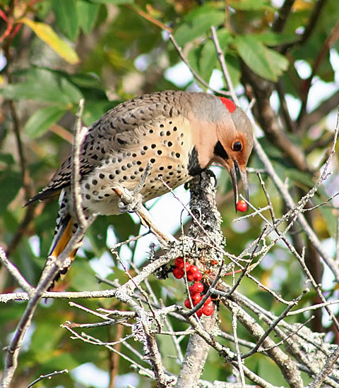 Northern Flicker
