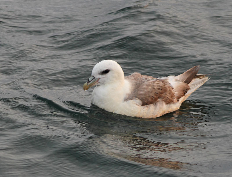 Northern Fulmar