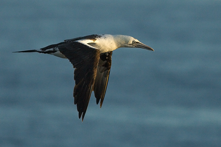 Northern Gannet