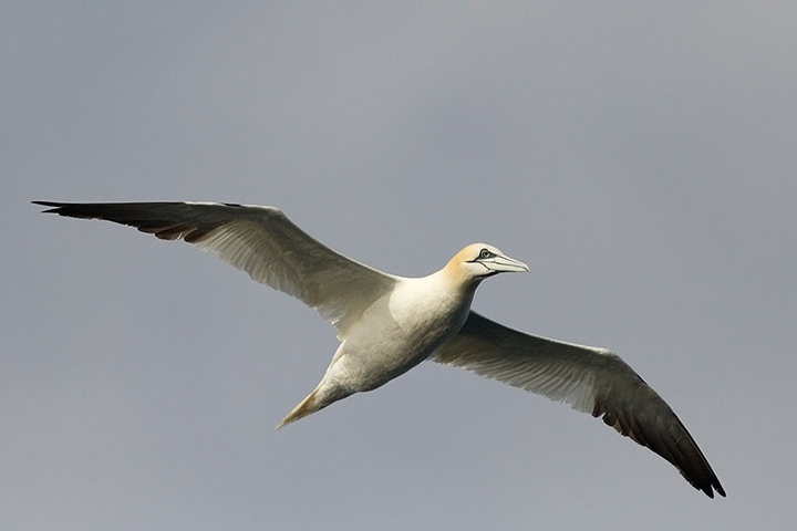 Northern Gannet