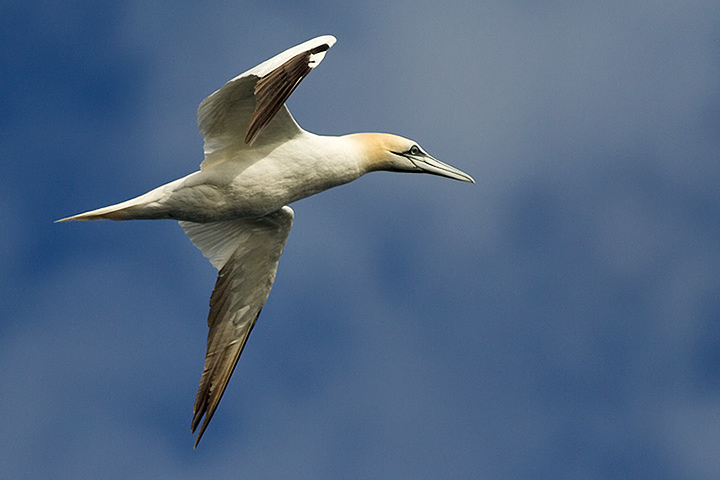 Northern Gannet
