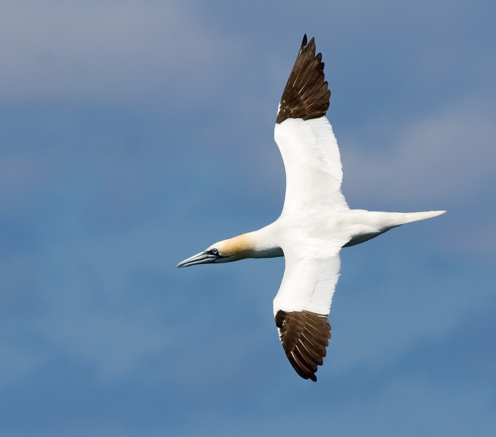 Northern Gannet