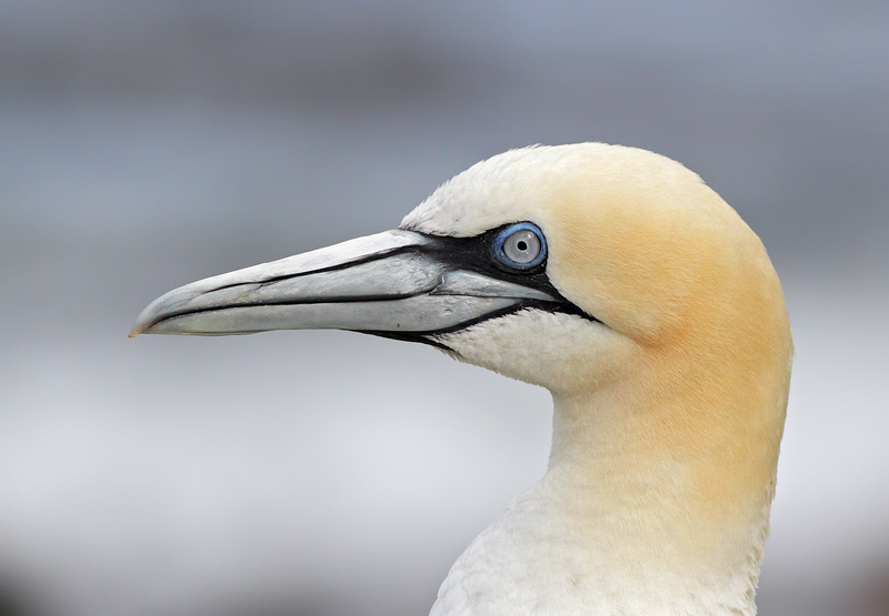 Northern Gannet