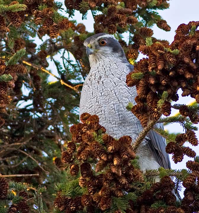 Northern Goshawk