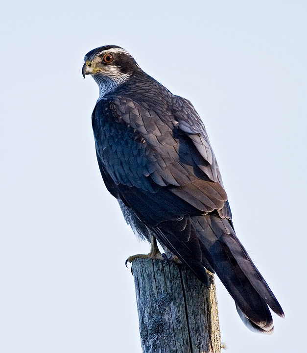 Northern Goshawk