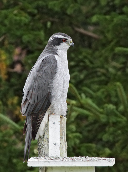 Northern Goshawk