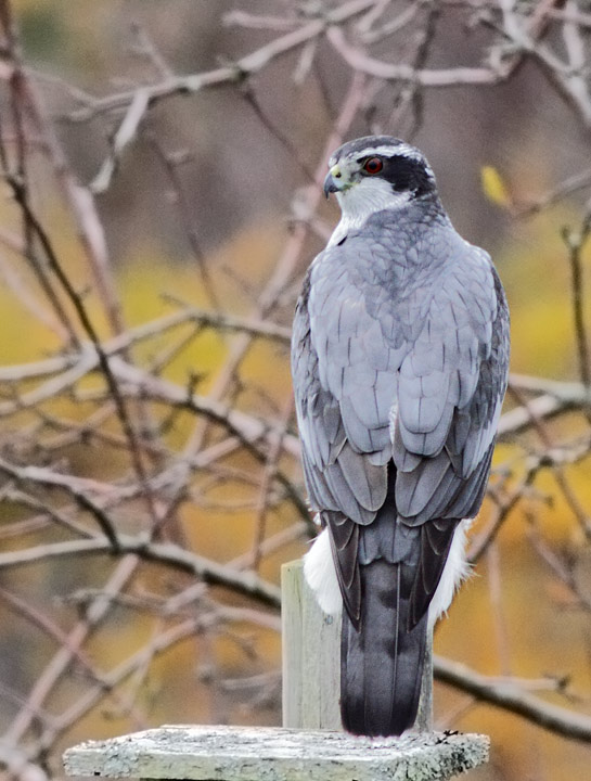 Northern Goshawk