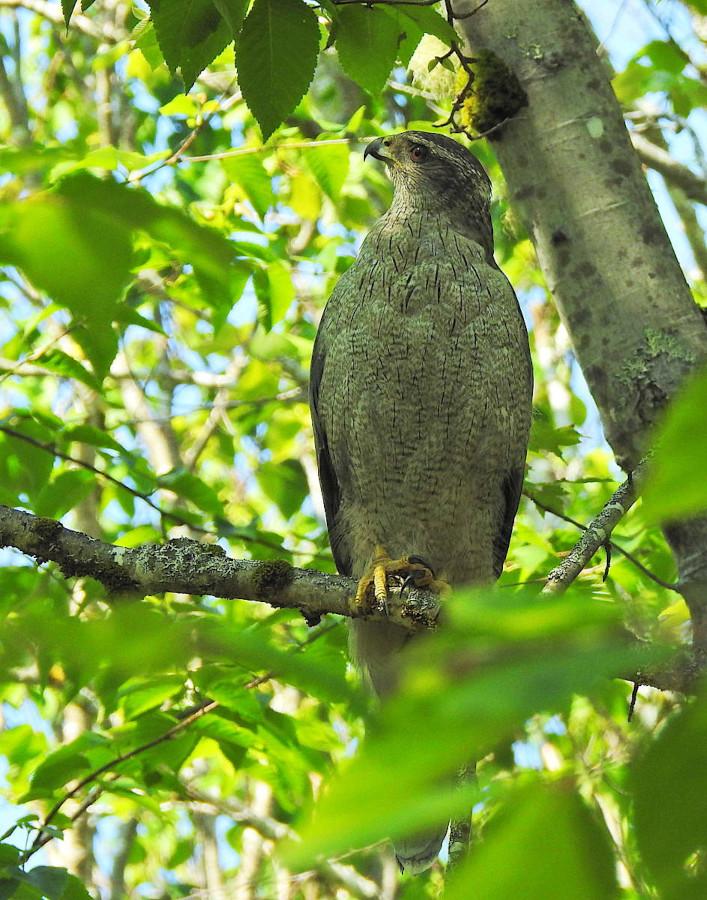 Northern Goshawk
