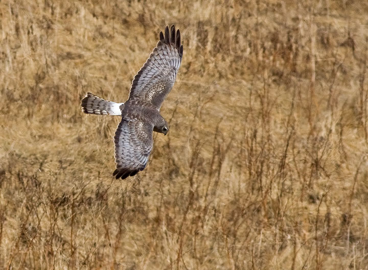 Northern Harrier