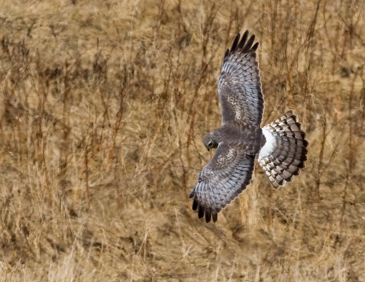 Northern Harrier