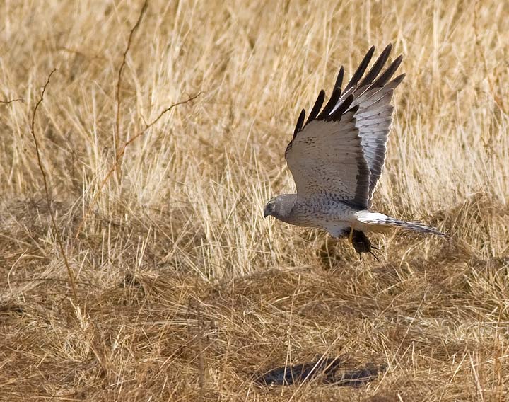 Northern Harrier