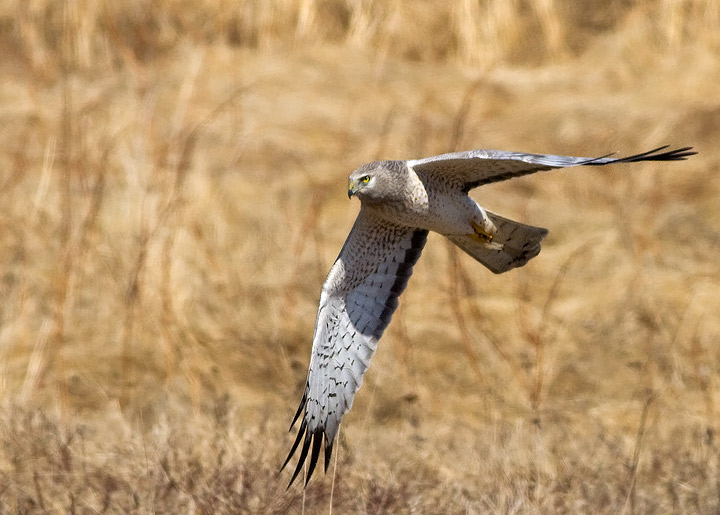 Northern Harrier