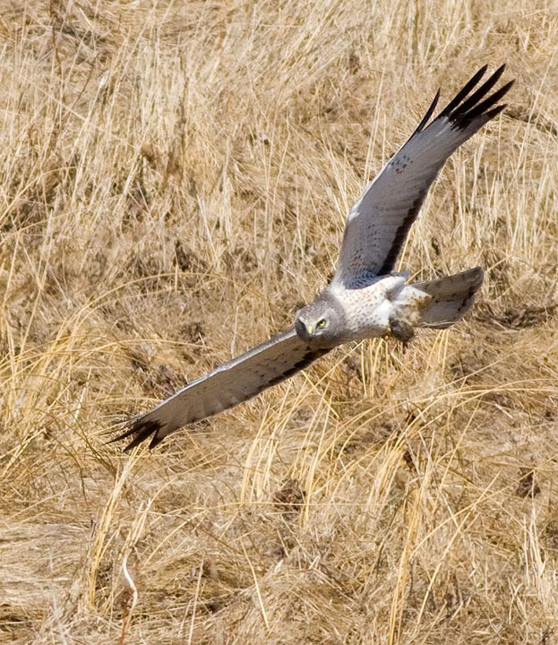 Northern Harrier