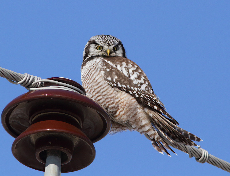 Northern Hawk Owl