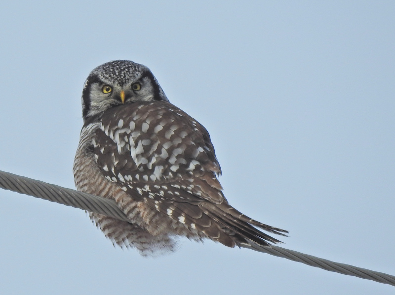Northern Hawk Owl