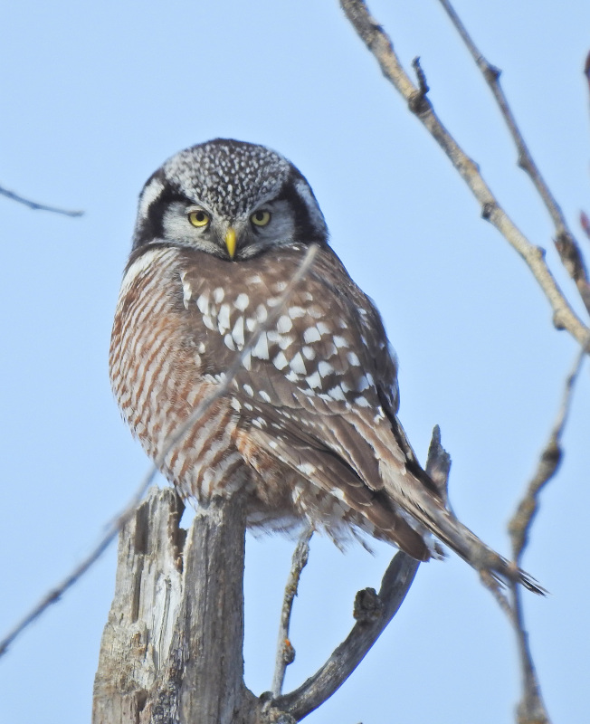 Northern Hawk Owl