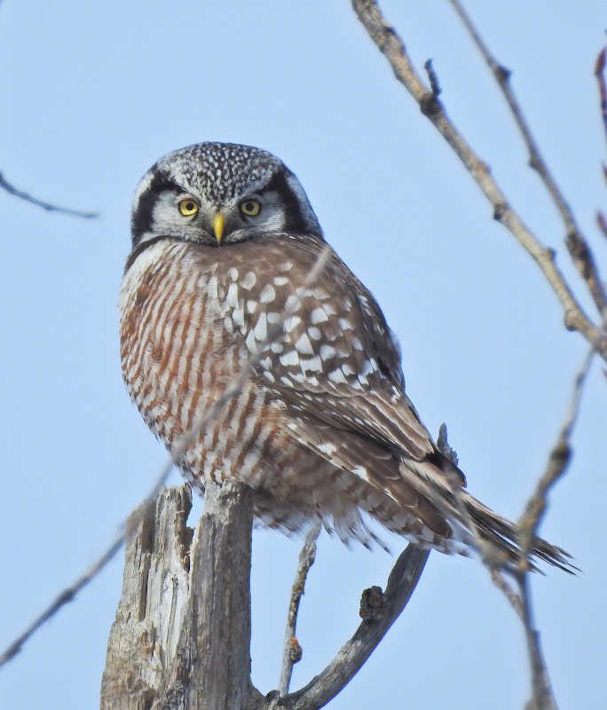 Northern Hawk Owl