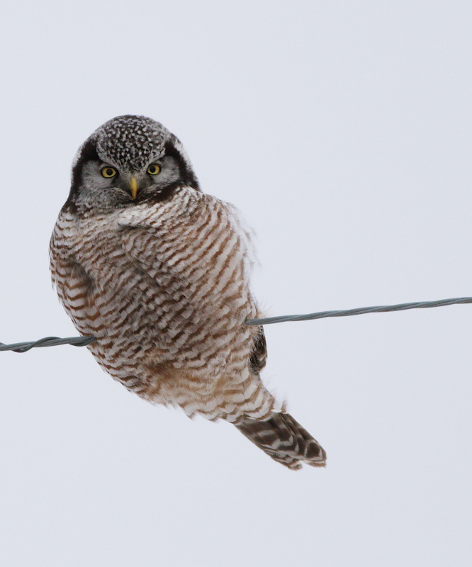Northern Hawk Owl