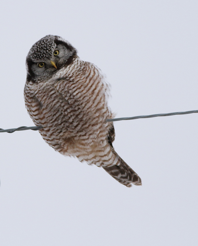 Northern Hawk Owl