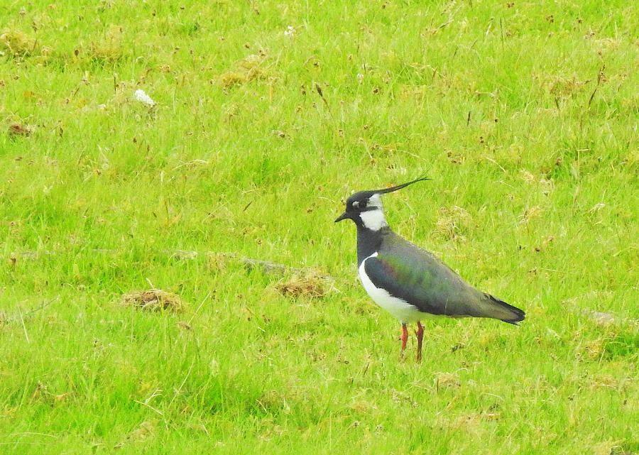 Northern Lapwing