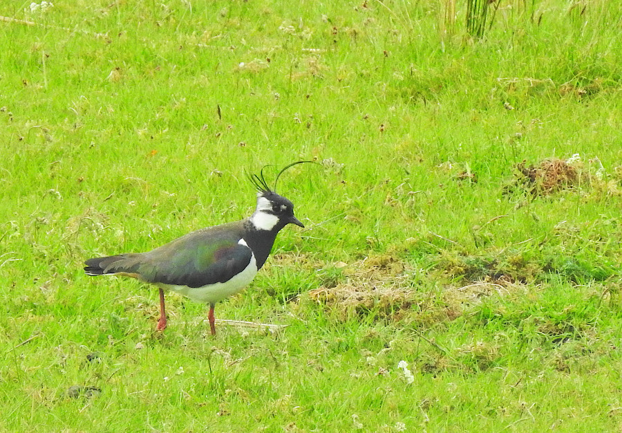 Northern Lapwing