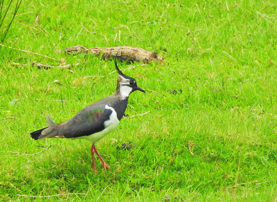 Northern Lapwing