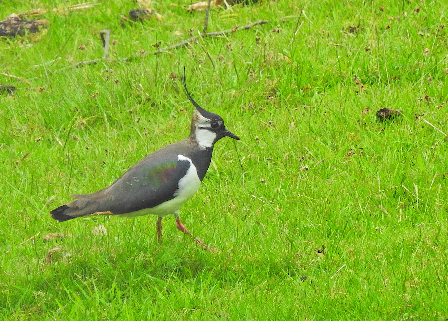 Northern Lapwing