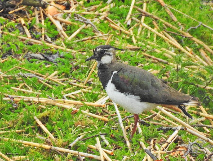Northern Lapwing