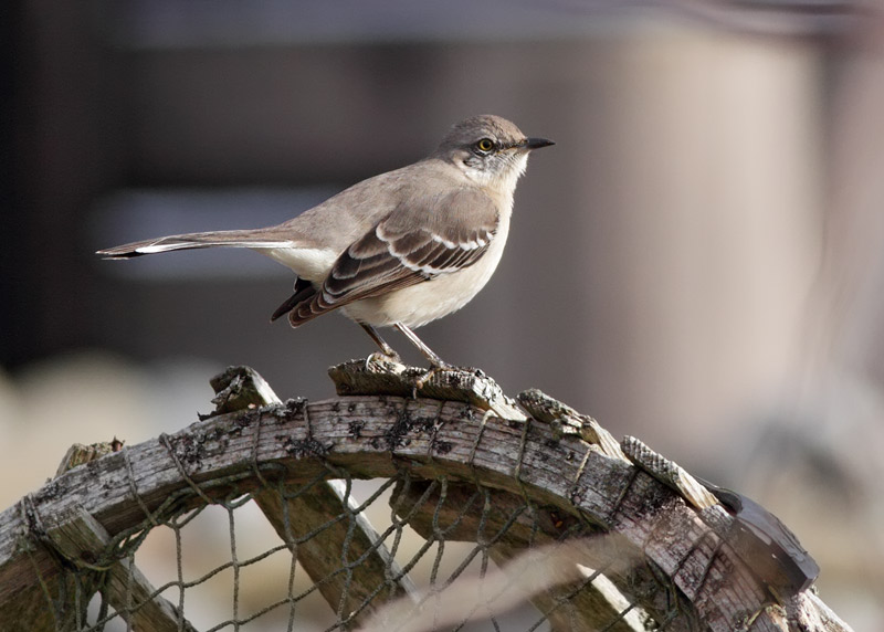 Northern Mockingbird