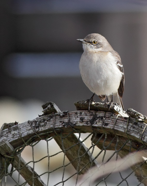 Northern Mockingbird