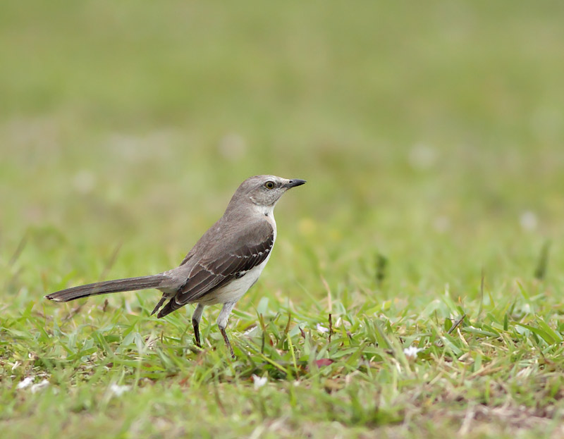Northern Mockingbird
