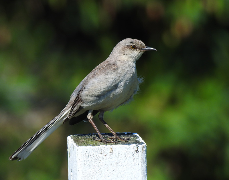 Northern Mockingbird