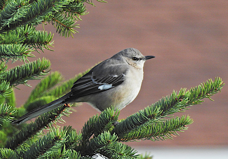 Northern Mockingbird