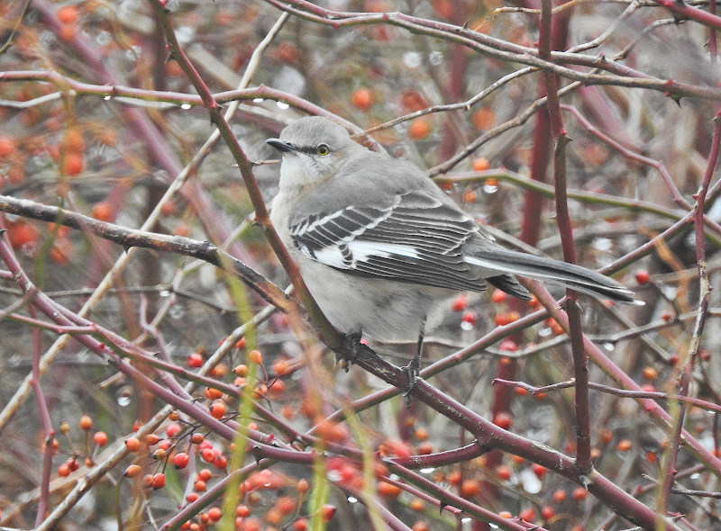 Northern Mockingbird