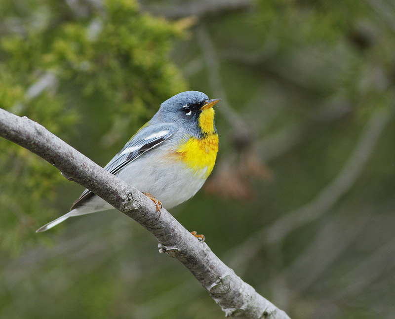Northern Parula