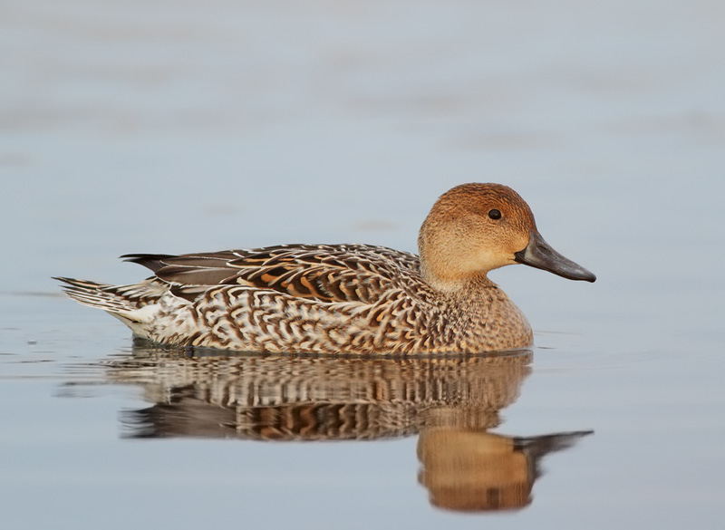 Northern Pintail