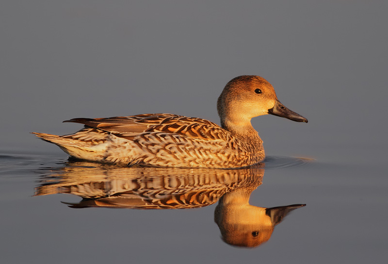 Northern Pintail