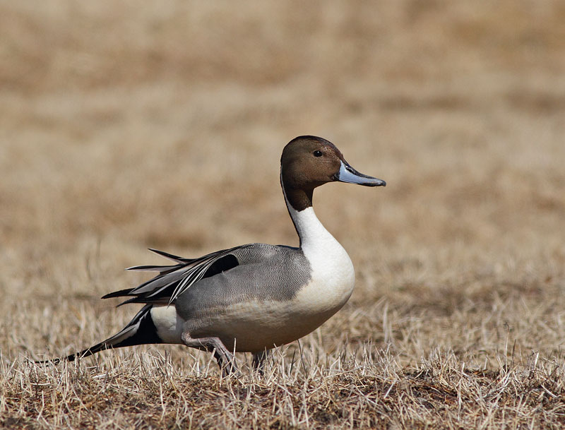 Northern Pintail