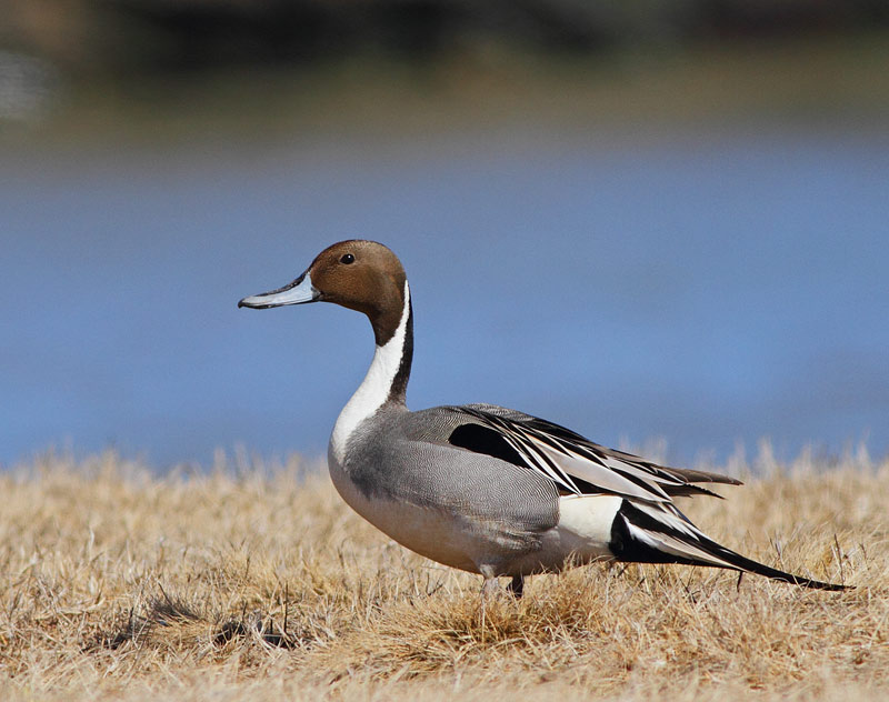 Northern Pintail