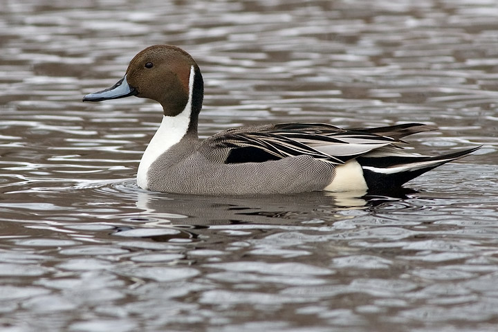 Northern Pintail