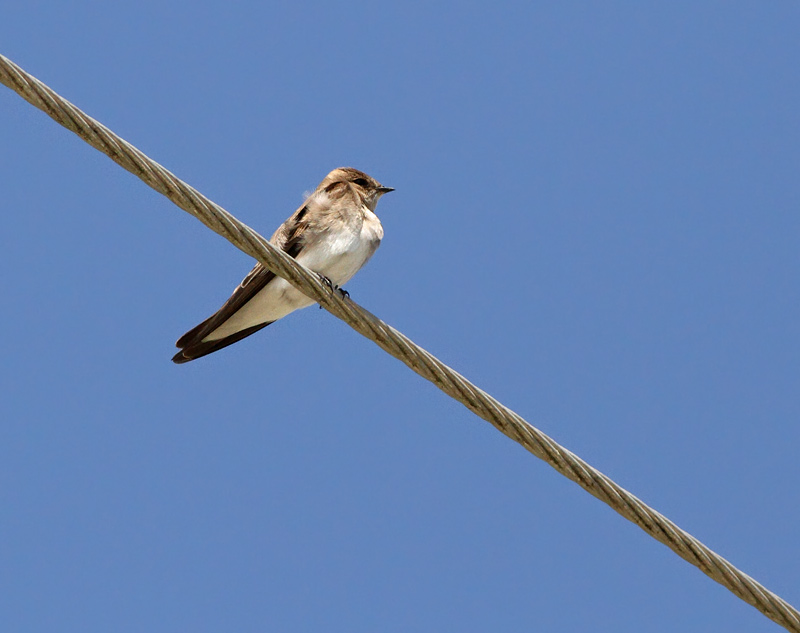 Northern Rough-winged Swallow