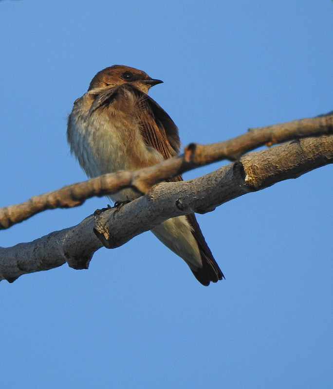 Northern Rough-winged Swallow