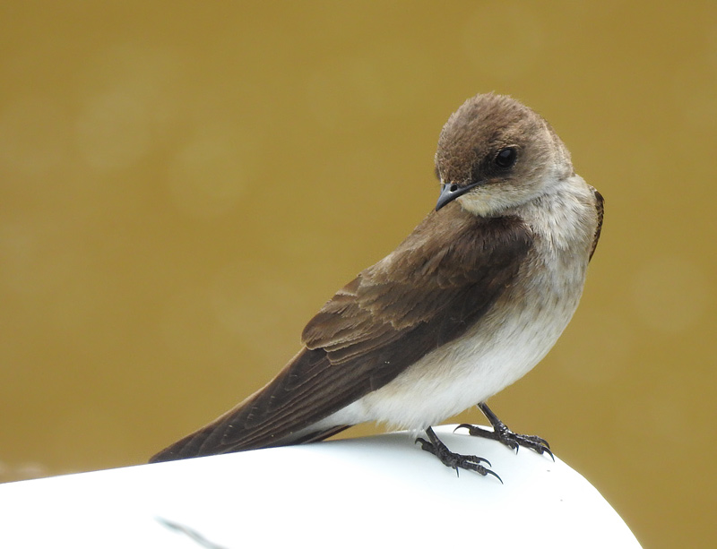 Northern Rough-winged Swallow